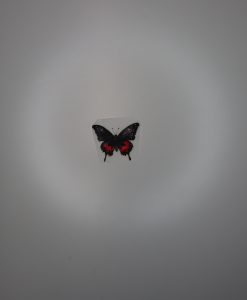Bügelbild kleiner Schmetterling 5 x 4 cm