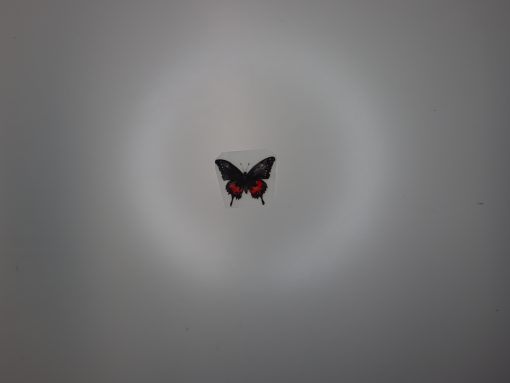 Bügelbild kleiner Schmetterling 5 x 4 cm